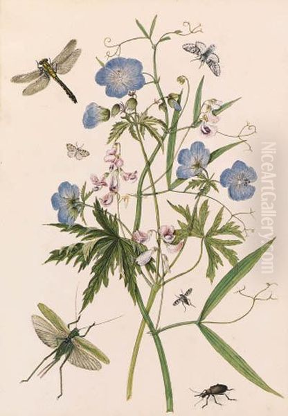 Meadow Crane's-bill, And Wild Pea With Dragonflies And A Stagbeetle; And Yellow Iris, With A Large Tortoiseshell, Moths And Astag Beetle Oil Painting by Thomas Robins