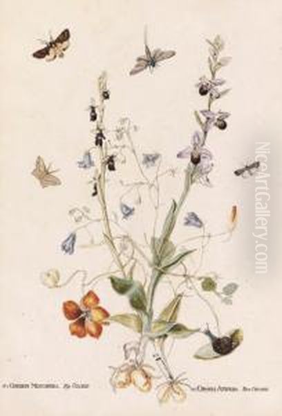 Hairbell, Fly Orchid, Bee Orchid And Nasturtium With Moths; Andwild Orchid, Daisy And Common Twayblade With A Dragonfly, Moths Andother Insects Oil Painting by Thomas Robins