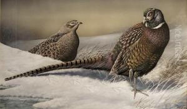 Pheasants In The Snow Oil Painting by R. Robinson