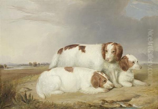 A Portrait Of Three Red And White Spaniels Oil Painting by William Robinson