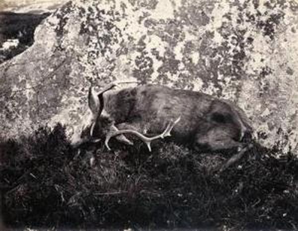 Slain Deer Oil Painting by Horatio Ross