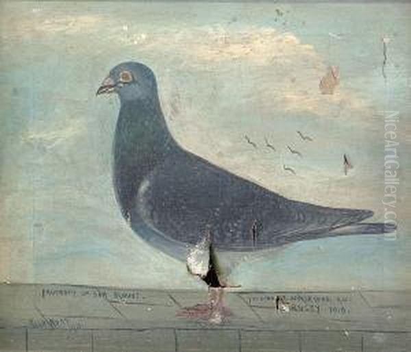 Study Of A Racing Pigeon Oil Painting by Hugh Ross