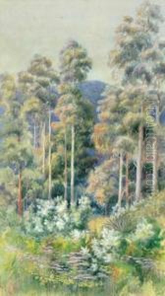 Mountain Gums Oil Painting by Marian Ellis Rowan