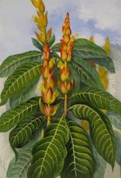 Aphelandra Squarrosa, Zebra Plant Or Saphron Spike Oil Painting by Marian Ellis Rowan