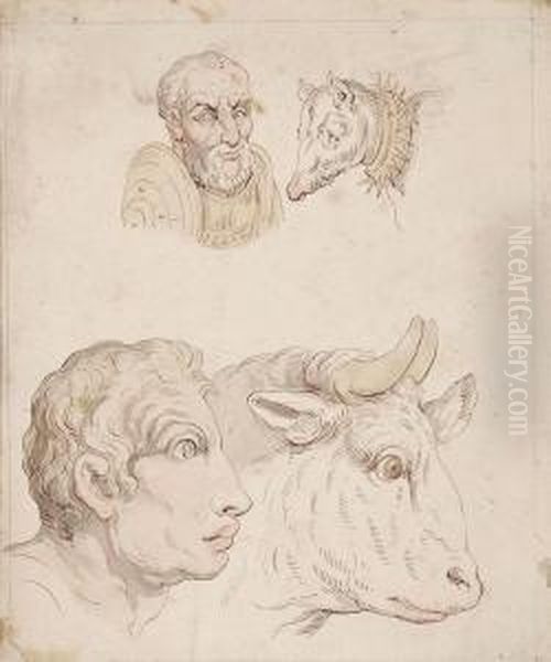 Studies Of The Heads Of A Bull Oil Painting by Thomas Rowlandson