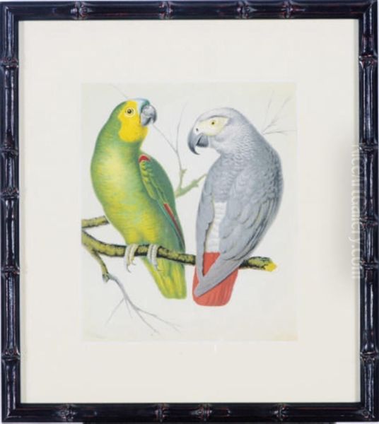 The Illustrated Book Of Canaries And Cage-birds Oil Painting by William Rutledge