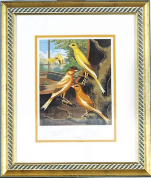 The Illustrated Book Of Canaries And Cage-birds, British Andforeign: Twelve Plates Oil Painting by William Rutledge