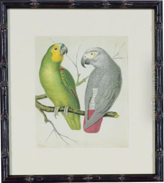 The Illustrated Book Of Canaries And Cage-birds, British Andforeign: Six Plates Oil Painting by William Rutledge