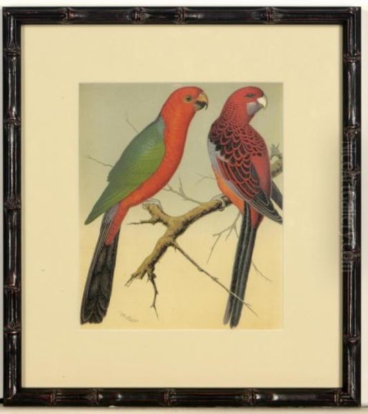 The Illustrated Book Of Canaries And Cage-birds, British And Foreign: Six Plates Oil Painting by William Rutledge