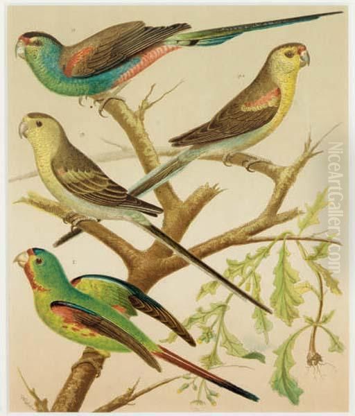 The Illustrated Book Of Canaries And Cage-birds, British And Foreign: Six Plates Oil Painting by William Rutledge