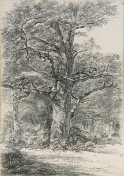 A Tree In A Wood Oil Painting by Abraham Johannes Ruytenschildt