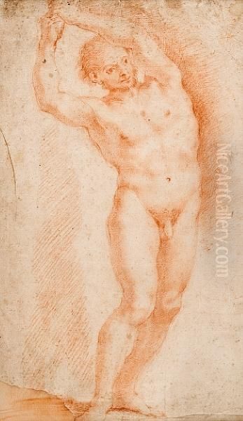 Male Nude Study Oil Painting by Andrea Sacchi