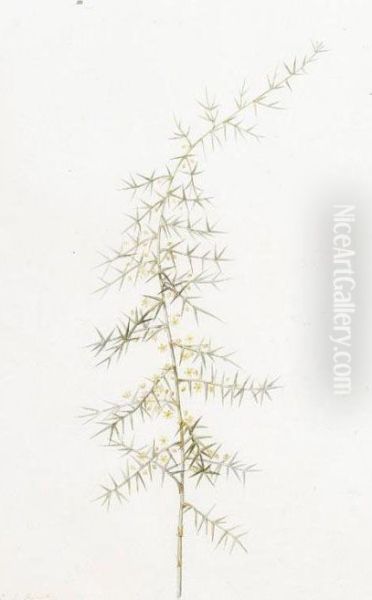 Asparagus Horridus Oil Painting by Hubert Saget