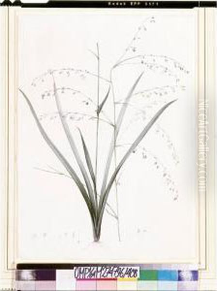 Anthericum Milleflorum Oil Painting by Hubert Saget