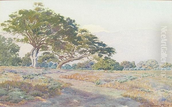 Oak Knoll, Tournament Park, Pasadena Oil Painting by Norman Saint-Clair