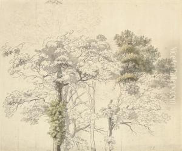 Study For A Tree, Possibly At Virginia Water Oil Painting by Thomas Sandby