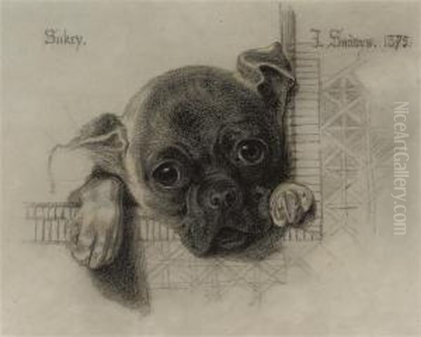 A Study Of 'sukey', A Pug Puppy Oil Painting by Frederick Sandys