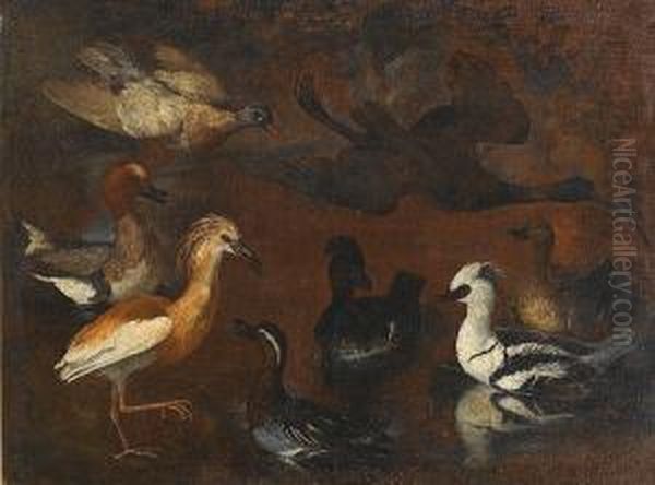 A Smew, Garganey, Squacco Heron, Wigeon, Glossy Ibis And Ducks In A Landscape Oil Painting by Pietro Nieri Scacciati