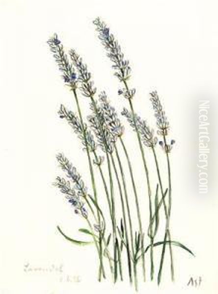 Lavendel by Albert Schafer-Ast