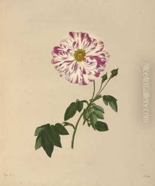 Die Rosen Nach Der Natur Gezeichnet Und Coloriert Mit Kurzen Oil Painting by Karl Gottlob Schonherr