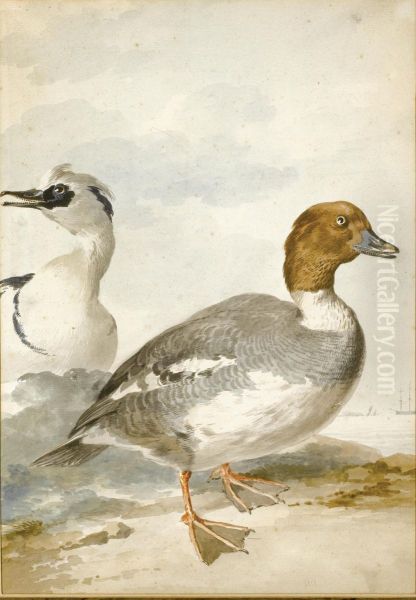 A Pair Of Smew Oil Painting by Aert Schouman