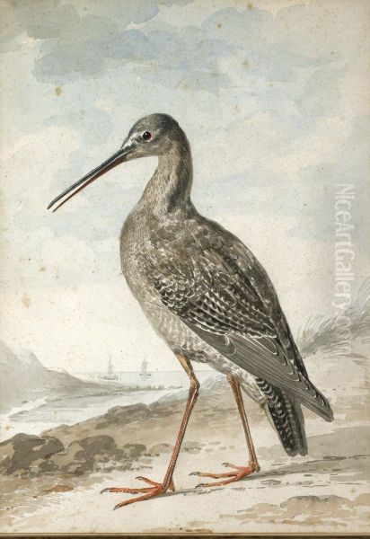 A Redshank Oil Painting by Aert Schouman