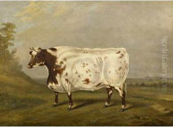 Durham Ox Oil Painting by James Scraggs