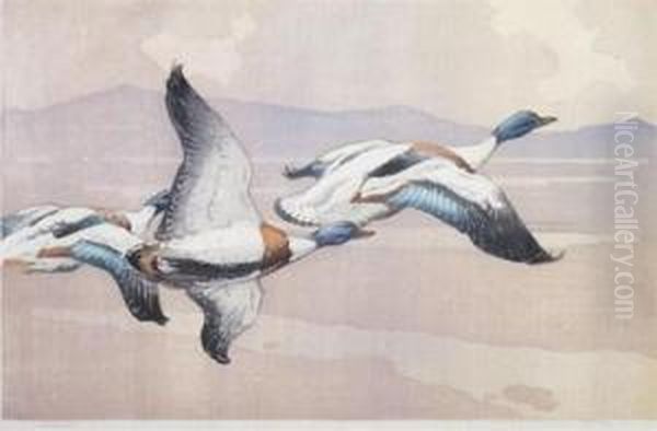 Shelduck Oil Painting by Allen William Seaby