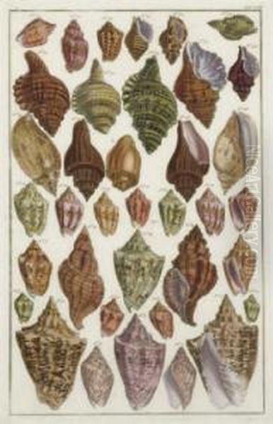 [shells]: Six Plates Oil Painting by Albertus Seba