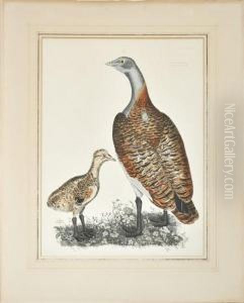 A Female And Male Bustard Oil Painting by Prideaux John Selby