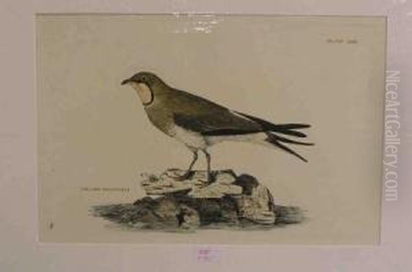 Vogel Collard Pratincole Oil Painting by Prideaux John Selby