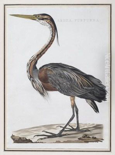 Ardea Purpurea Oil Painting by Jan Christiaan Sepp