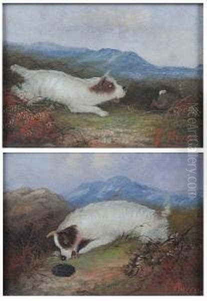 Terrier Pursuing A Rabbit; A Mouthful Ofprickles Oil Painting by J. Warren Sheppard