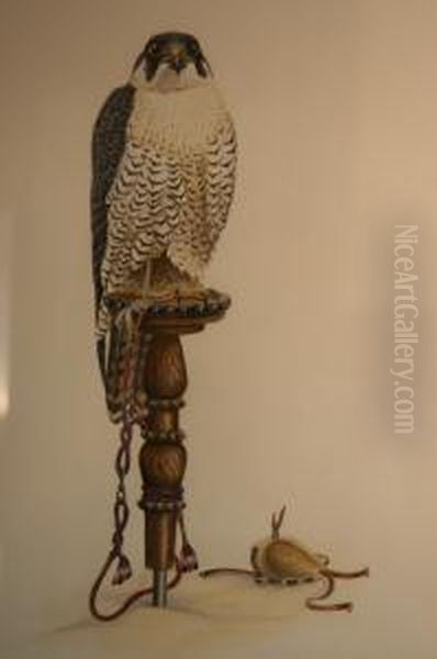 Peregrine Falcon Oil Painting by Mary Clare Sherwood