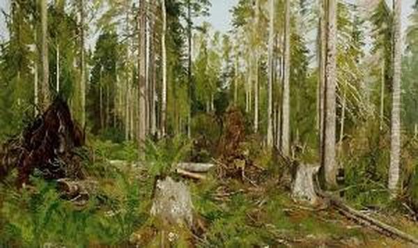 Pine Forest; A Study Oil Painting by Ivan Shishkin