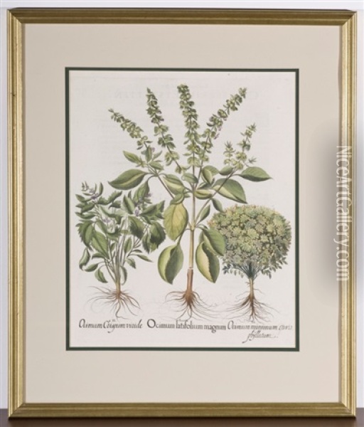 Ocimum Latifolium Magnum Botanical Oil Painting - Basilius Besler