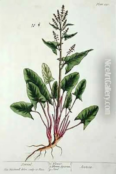 Sorrel, plate 230 from 'A Curious Herbal' Oil Painting - Elizabeth Blackwell