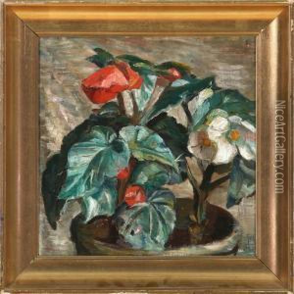 Blomstrende Begonia Oil Painting - Poul S. Christiansen