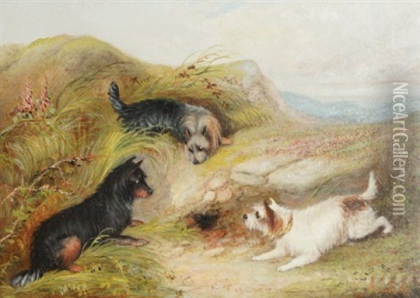 Terriers Hunting Oil Painting - George Armfield