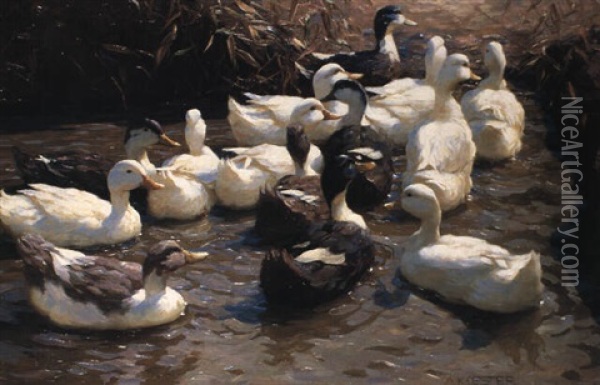 Vierzehn Enten Im Wasser Oil Painting - Alexander Max Koester