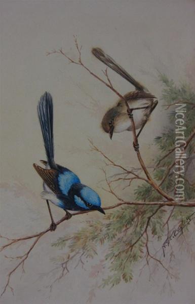Two Wrens Oil Painting - Neville, Will. Cayley Jnr.