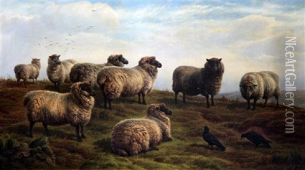Sheep On The Moors Oil Painting - Charles Jones