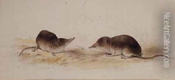 Shrews Oil Painting - Edward Lear