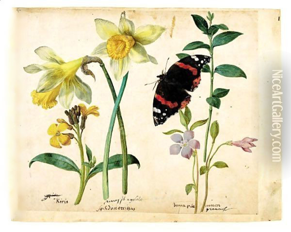 A Sheet Of Studies Of Flowers A Gilliflower, Two Wild Daffodils, A Lesser Periwinkle And A Red Admiral Butterfly Oil Painting - Jacques (de Morgues) Le Moyne