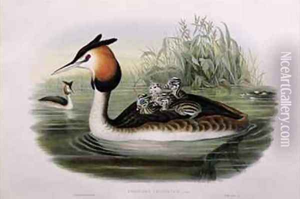 Great Crested Grebe Oil Painting - Gould, John & Richter, H.C.