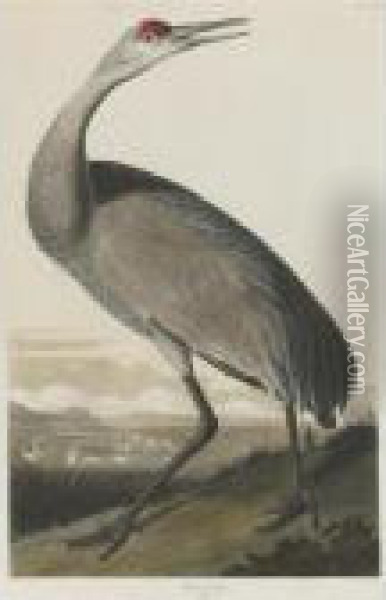 Hooping Crane (plate Cclxi) Oil Painting - John James Audubon