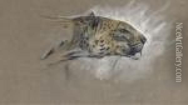 A Leopard On Full Alert Oil Painting - Arthur Wardle