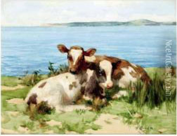 Calves Resting By The Sea Oil Painting - David Gauld