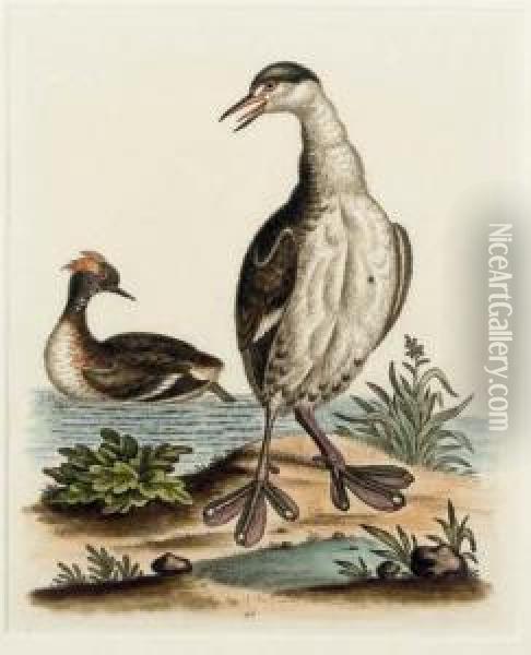 A Natural History Of Uncommon Birds: Six Plates Oil Painting - George Edwards