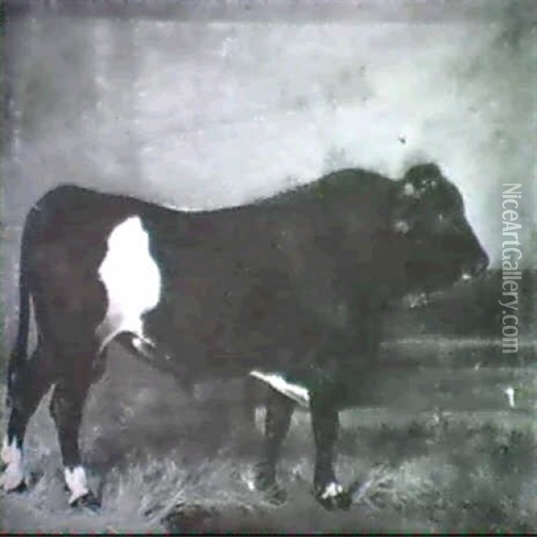 A Holstein Bull In A Barn. Oil Painting - Julius von Blaas